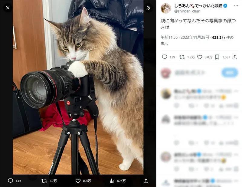 写真家の顔つきでカメラを構える北欧猫　良い写真撮りそう……