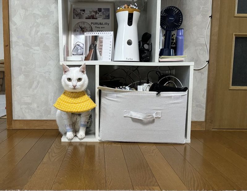 家の中にネコがいない!?と思ったらこんなところにいたの!?「完全に溶け込んでる」「この一体感が最高」