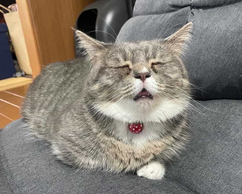 おじいちゃん？お父さん？　猫のクセ強めな寝顔に脱力