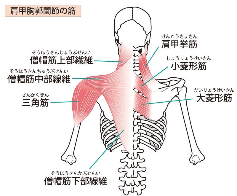 【徹底解説】懸垂（チンニング）のコツ！逆三角形のぶ厚い上半身を作る秘訣。