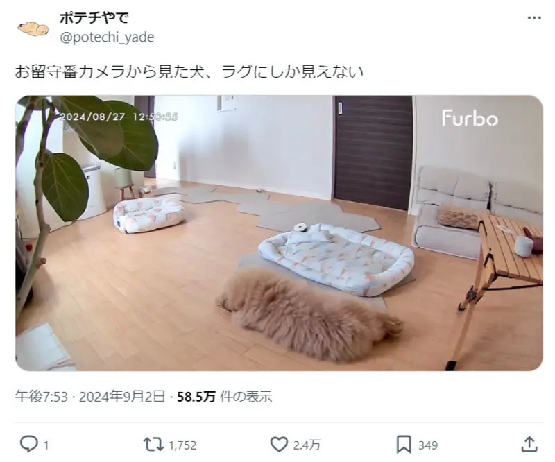 自宅の一室を写した写真に2万いいね　よく見るとラグになりきるワンちゃんが