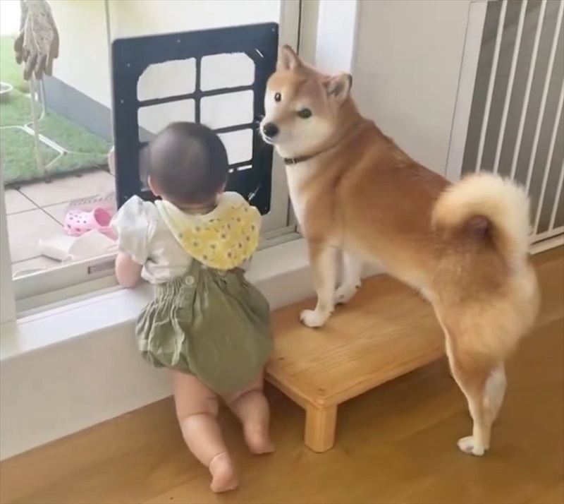 柴犬に触れたいという想いがつかまり立ちの成功につながった！?「子供の好奇心は成長を促しますね」