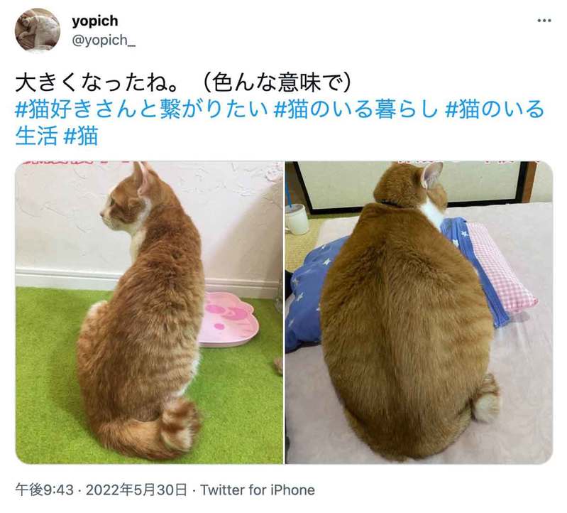 これも一種の「幸せ太り」？元保護猫4年間のビフォー＆アフター