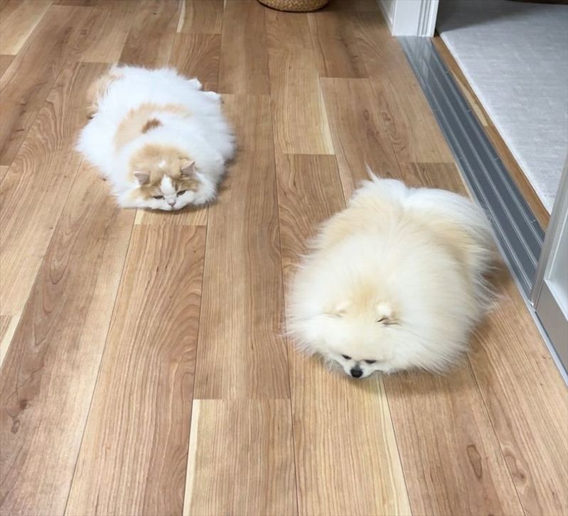 愛猫と愛犬が溶けちゃった!?うつ伏せ中の仲良しなふたりが話題に「同じポーズ!かわいいー!」「揃って見事な溶け方」
