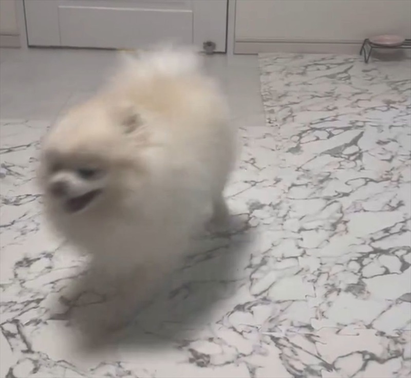 ポメラニアン大喜び!飼い主さんの「ある言葉」へのリアクションに反響「笑顔が眩しい」「行きますがな!ダッシュ!」