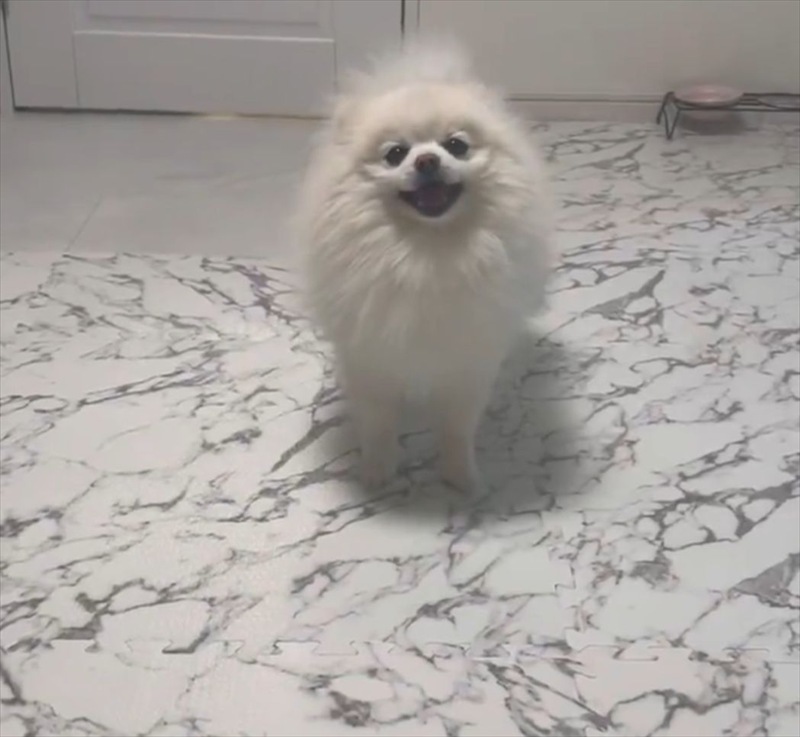 ポメラニアン大喜び!飼い主さんの「ある言葉」へのリアクションに反響「笑顔が眩しい」「行きますがな!ダッシュ!」