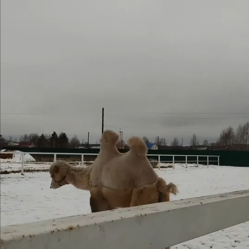 初めて見る雪に大はしゃぎ?ラクダがぴょんぴょん飛び跳ねてる!!