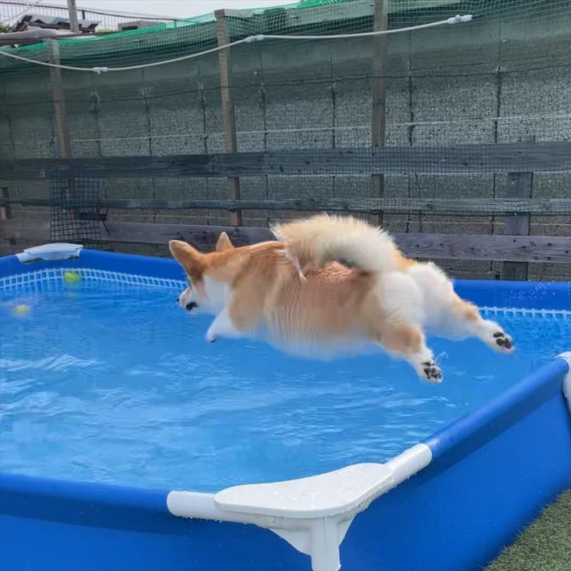 コーギーがプールにダイブ!その瞬間を捉えた写真が話題に「想像以上に飛んでる!」「いい構図ですね」