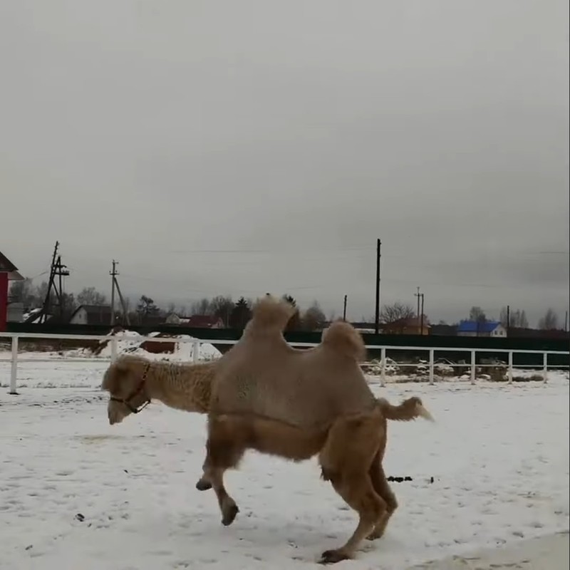 初めて見る雪に大はしゃぎ?ラクダがぴょんぴょん飛び跳ねてる!!
