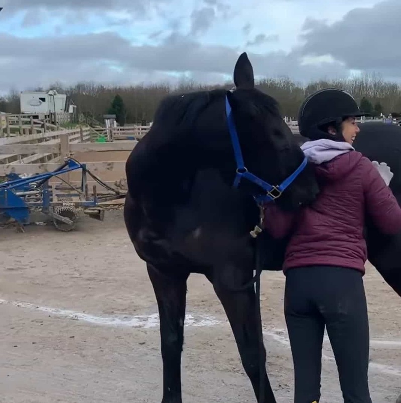 飼い主さんが体を掻いてくれているお礼なのかな？馬も飼い主さんの背中をカキカキしてくれています