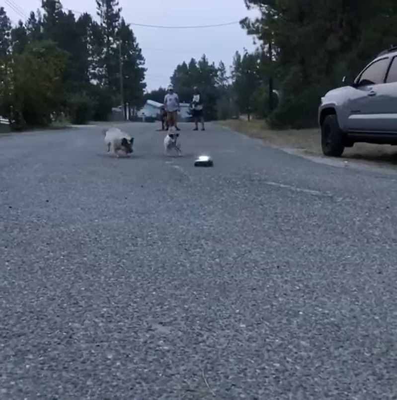 ラジコンカーを追いかける2匹の犬。元気なこの子達がラジコンカーに追いついた結果・・・