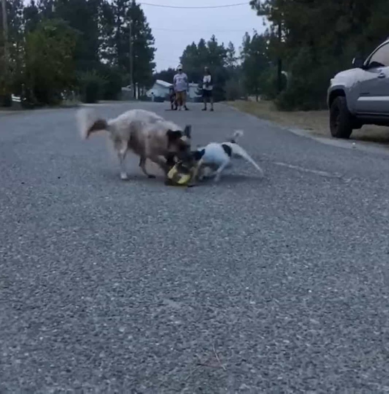 ラジコンカーを追いかける2匹の犬。元気なこの子達がラジコンカーに追いついた結果・・・