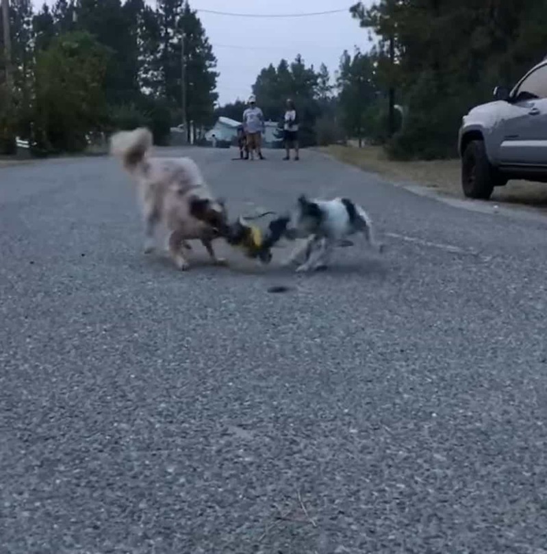 ラジコンカーを追いかける2匹の犬。元気なこの子達がラジコンカーに追いついた結果・・・