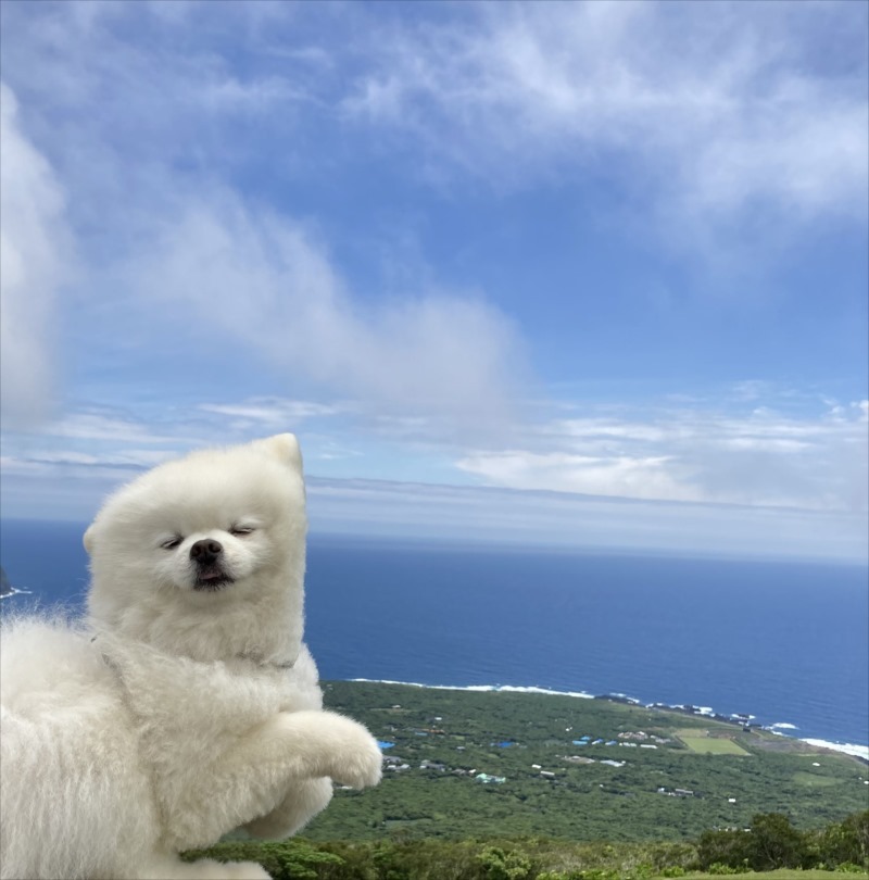 絶景をバックに愛犬を撮影したら雑なコラ画像みたいなおもしろ写真が撮れたよ！