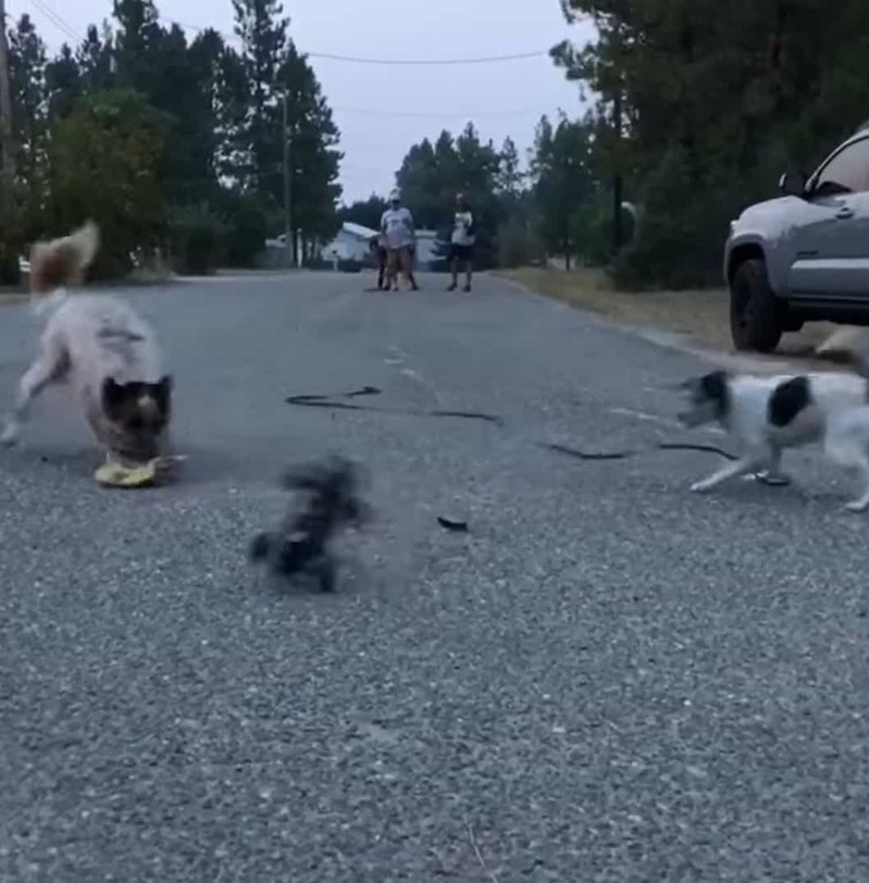 ラジコンカーを追いかける2匹の犬。元気なこの子達がラジコンカーに追いついた結果・・・