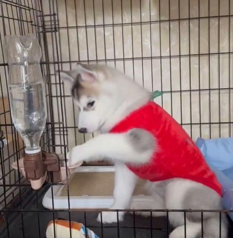 水のブクブクが気になる?ペットボトルに入った水を見つめるハスキーの子犬が話題に「泡を見る動作がかわいい」永遠に見ていられる」