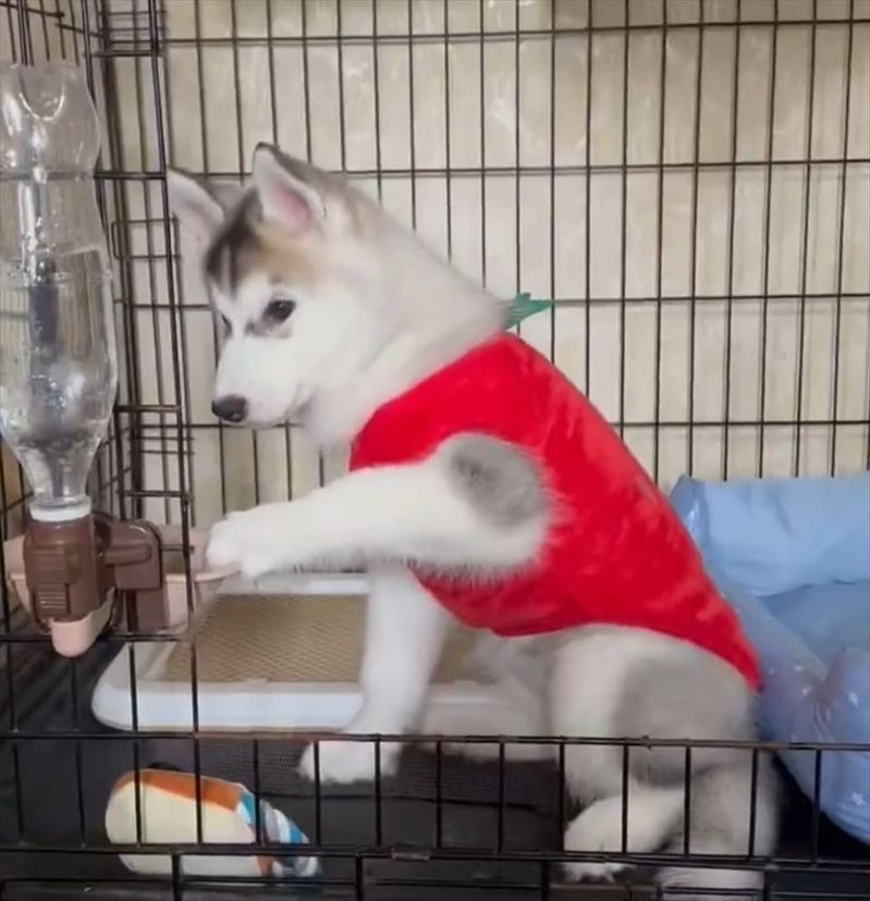 水のブクブクが気になる?ペットボトルに入った水を見つめるハスキーの子犬が話題に「泡を見る動作がかわいい」永遠に見ていられる」