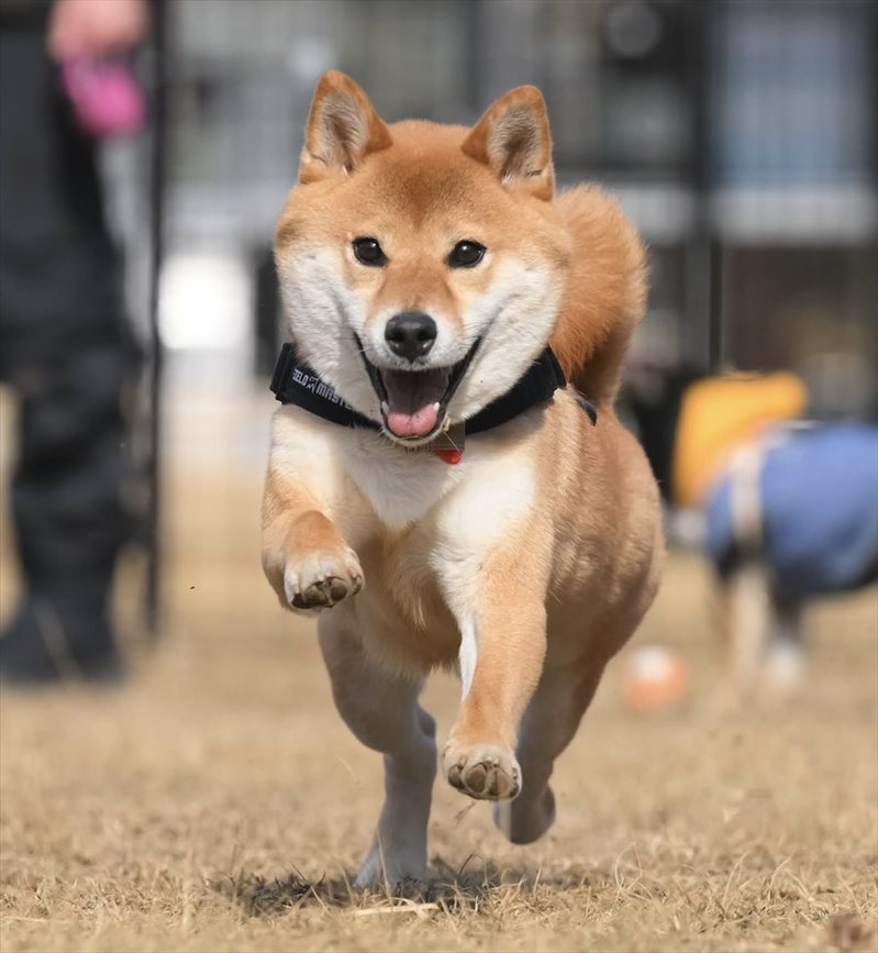 「こんなに楽しそうな顔して走ってたんだね」プロのカメラマンに撮ってもらい初めて知った愛犬の表情に反響！