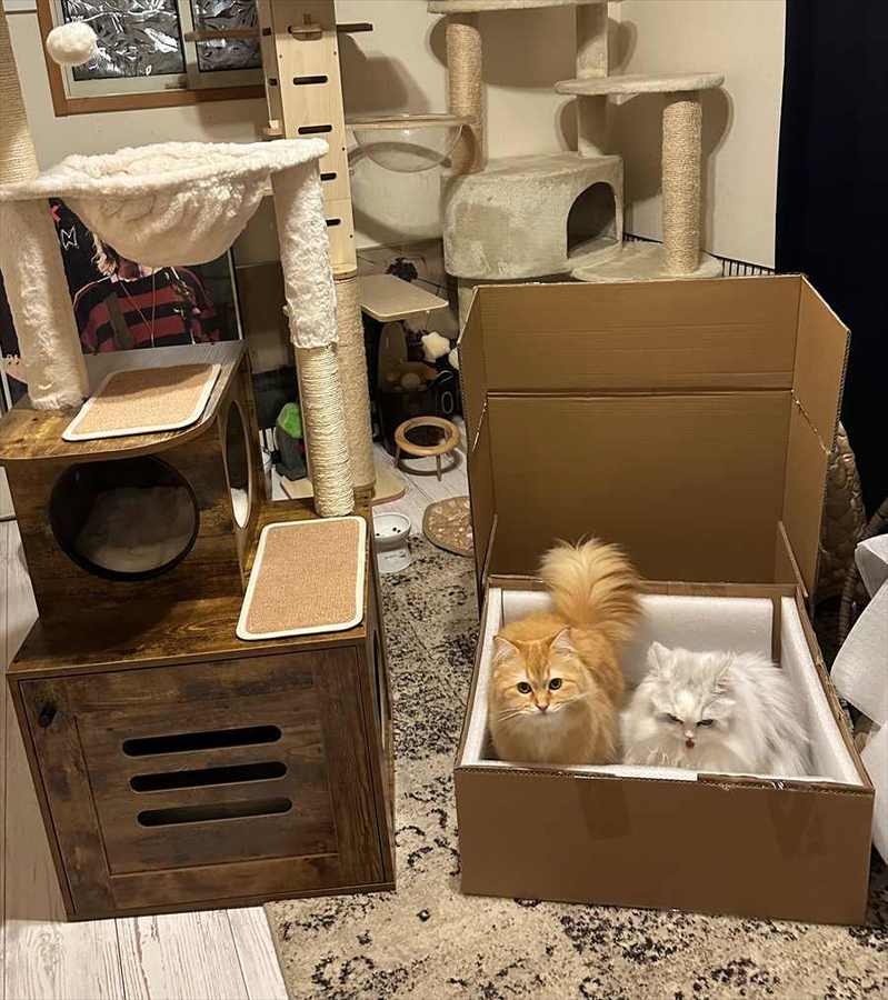 誕生日プレゼントは本当にそれでいいの?愛猫にキャットタワーをプレゼントしましたが、選ばれたのは・・・!!