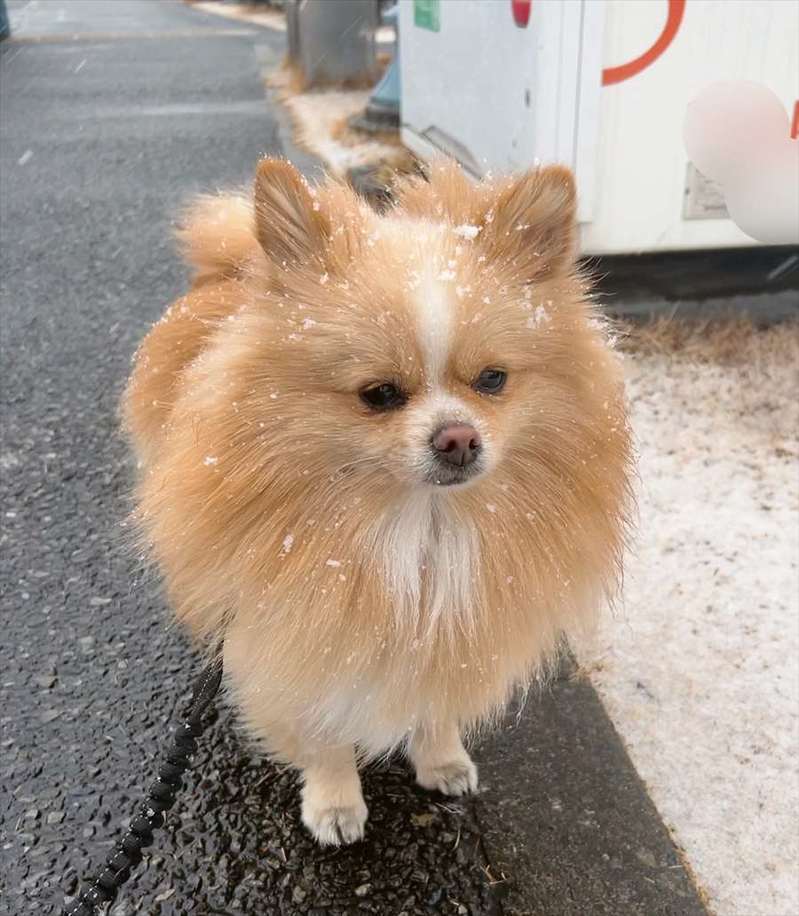 【こんなはずじゃなかった】雪の日に「外」に行きたいと切望したはずのポメラニアンがしょんぼり！その反応に「めっちゃテンション下がってる」「後悔した顔してる」