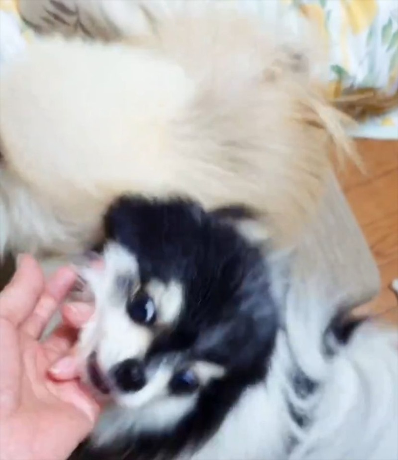 飼い主さんにナデナデしてもらおうと乱入してきたポメラニアンに「乱入が激しい!」「やりますねぇ」