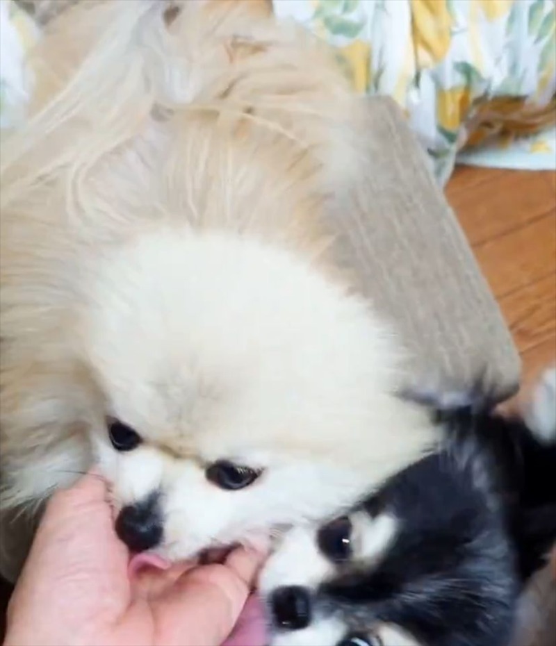 飼い主さんにナデナデしてもらおうと乱入してきたポメラニアンに「乱入が激しい!」「やりますねぇ」