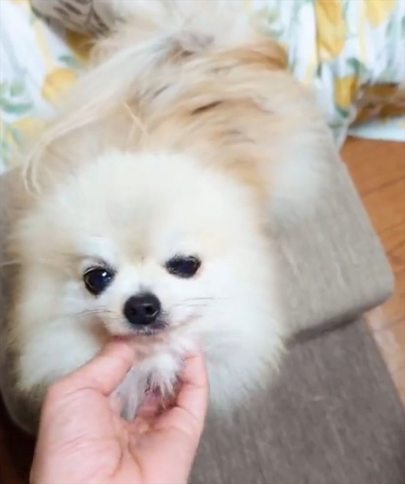 飼い主さんにナデナデしてもらおうと乱入してきたポメラニアンに「乱入が激しい!」「やりますねぇ」