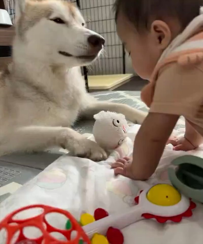 赤ちゃんとハスキー犬がオモチャを見せ合い！互いに自慢しあう様子に「尊すぎる」「ずっと見ていられる」