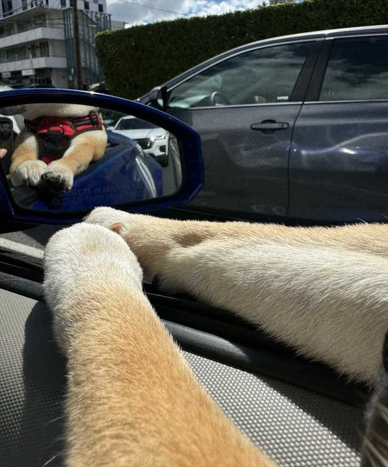 柴犬のちょこんと前にそろえたおててがかわいい！「腕だけで尊い」「モフモフしてかわいい」