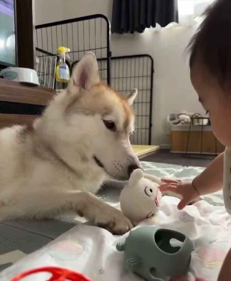 赤ちゃんとハスキー犬がオモチャを見せ合い！互いに自慢しあう様子に「尊すぎる」「ずっと見ていられる」