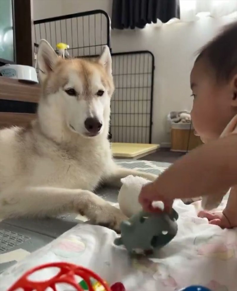 赤ちゃんとハスキー犬がオモチャを見せ合い！互いに自慢しあう様子に「尊すぎる」「ずっと見ていられる」