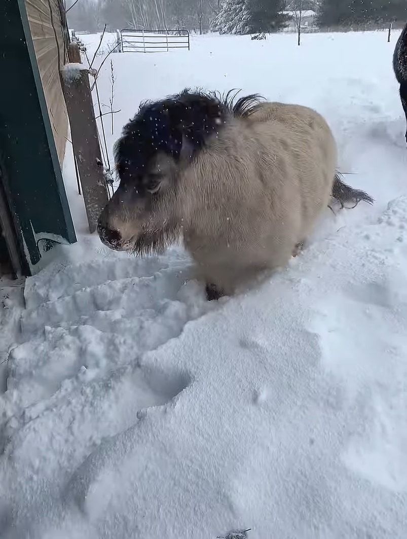 雪に負けないミニチュアホース。たとえ体が半分埋まっていても、雪をかき分け元気にどんどん進んでいきます！！