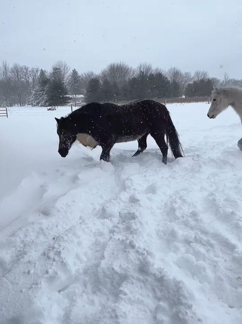 雪に負けないミニチュアホース。たとえ体が半分埋まっていても、雪をかき分け元気にどんどん進んでいきます！！