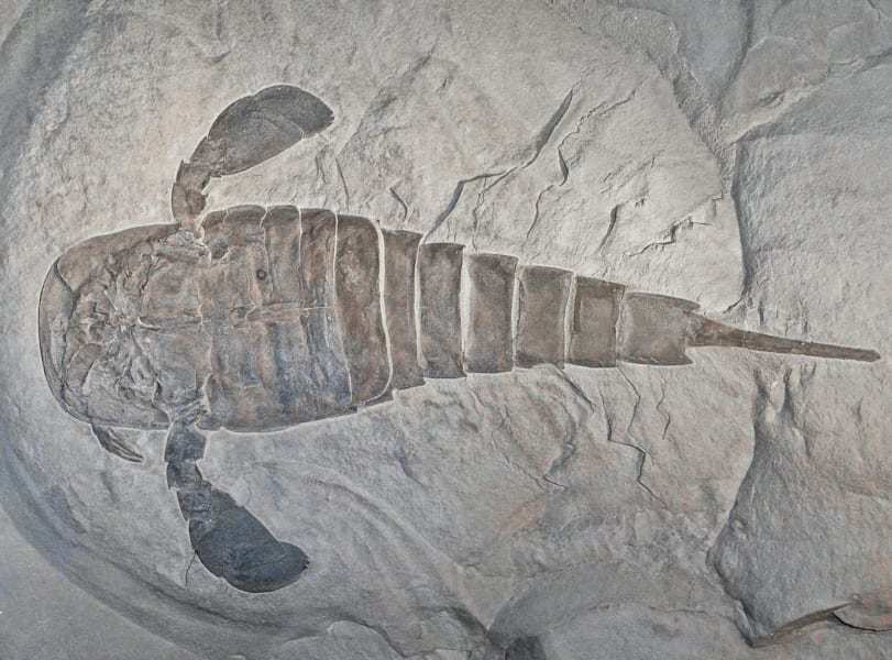ウミサソリの猛攻から生き延びた「三葉虫の化石」を発見（チェコ）