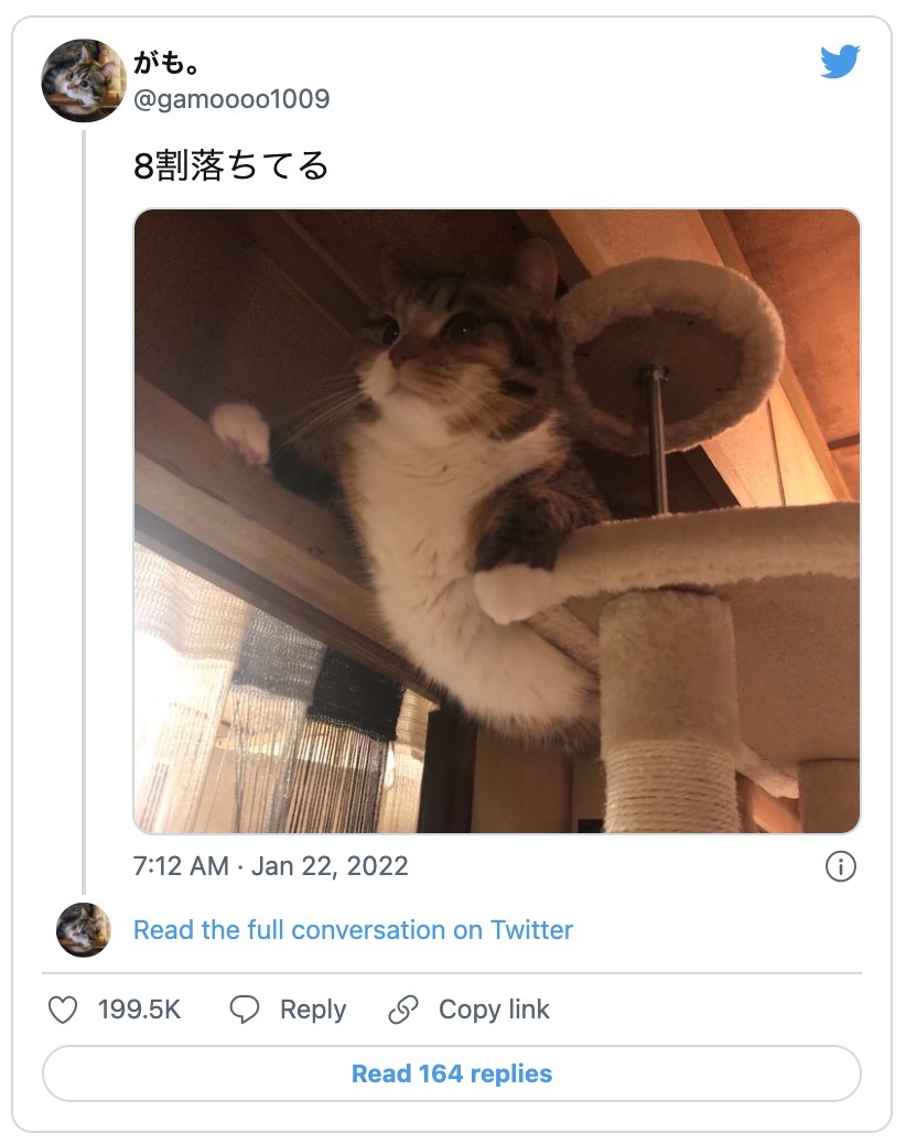 涼しい顔して落ちかけてない？　ふんばる猫の写真にさまざまな予想