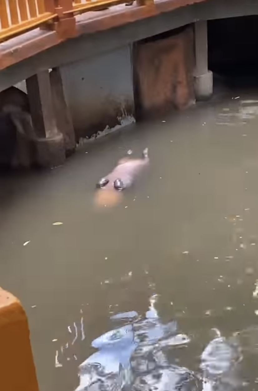 【1500万超再生の人気動画】水面に浮かぶなにか巨大な物体。その正体は・・、水中でひっくり返ってお昼寝をしていた『動物園の人気者』でした！！