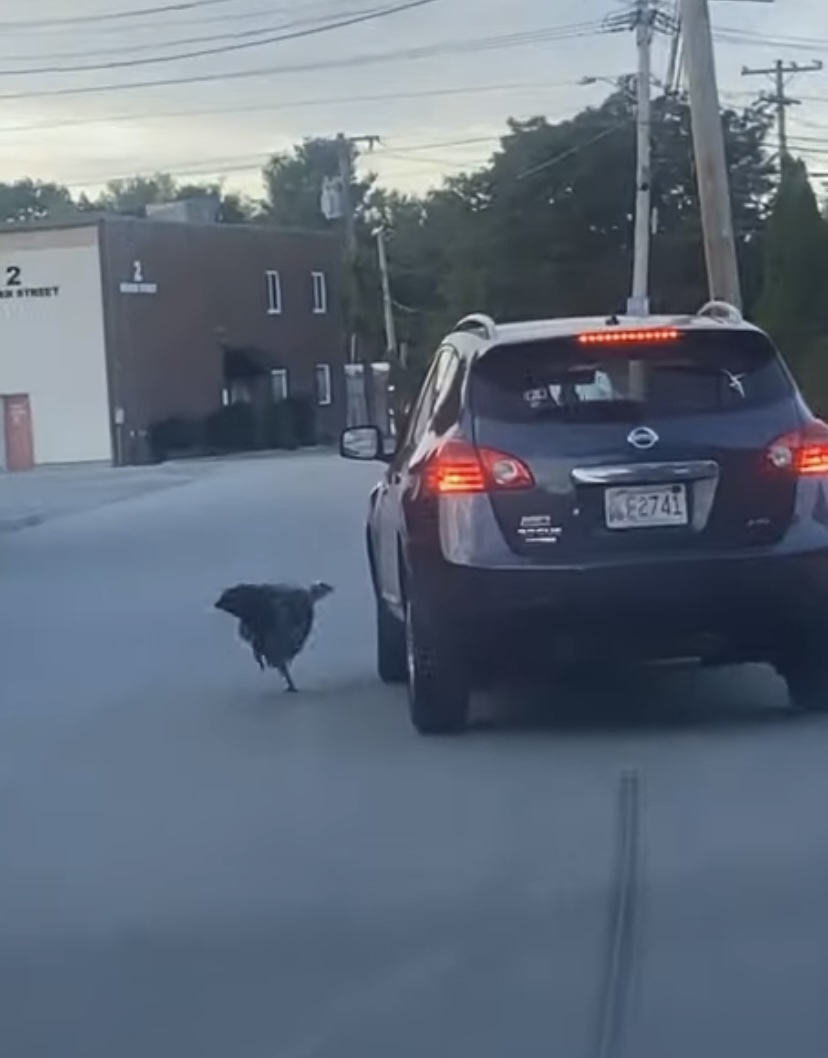 車相手に縄張りを主張する七面鳥。ドライバーの女性は車から降りたいようですが・・、そうはさせません！！【アメリカ・動画】