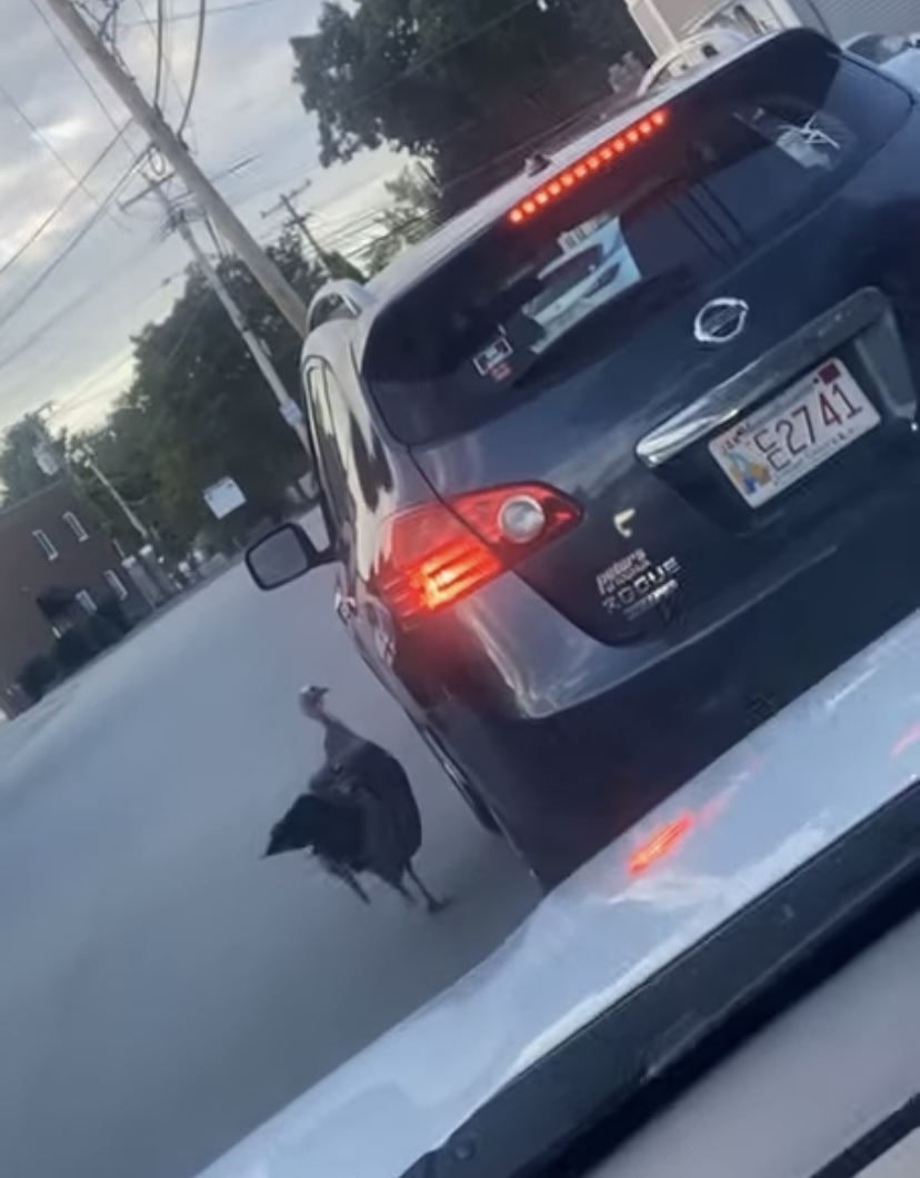 車相手に縄張りを主張する七面鳥。ドライバーの女性は車から降りたいようですが・・、そうはさせません！！【アメリカ・動画】