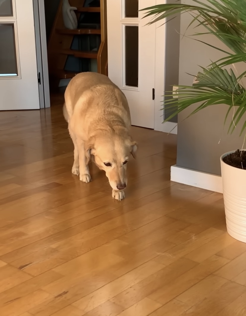 飼い主さんから「ここに来なさい」と呼ばれた犬。ところがこの子、なにやら後ろめたいことがあるらしく・・【海外・動画】