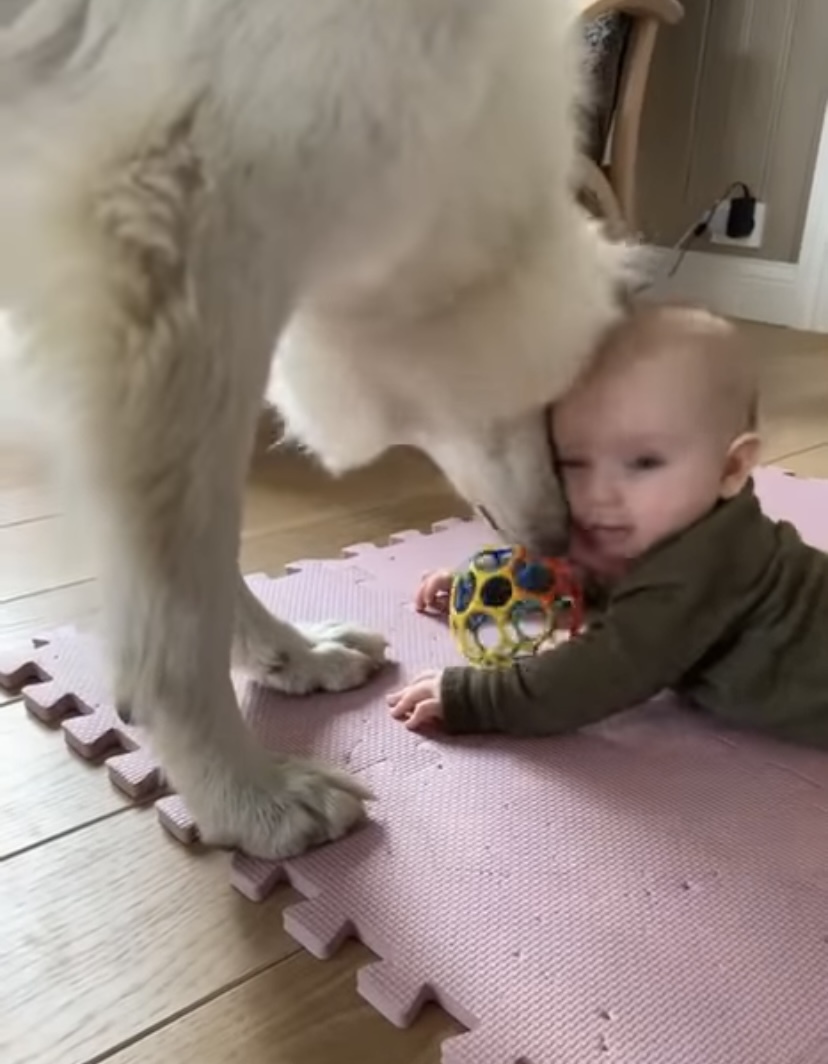 赤ちゃんの手から落ちたのか放ったのか、転がったボールを愛犬が・・・！微笑ましいその光景、遊んであげているのはどっち？【海外・動画】