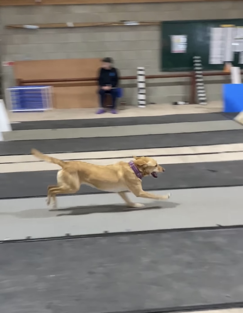 イギリスのフライボール大会に参加した選手たち。大型犬もいれば小柄な犬までいるけれど、みんな速い！！【海外・動画】