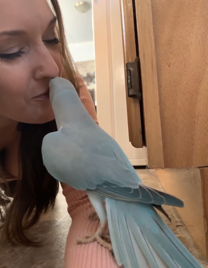 ママとインコのラブラブタイム。キスを交わしたり、「キュートだね」なんて褒め合ったり、まるでカップルのようです！