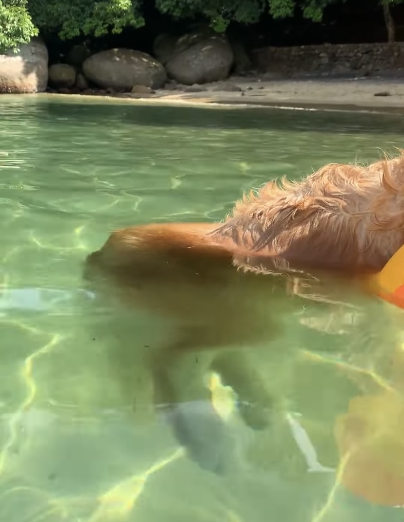 浮き輪にもたれて水面にプカプカ浮かぶゴールデンレトリバー。すっかりリラックスしきって、波に身を任せているみたいです【海外・動画】