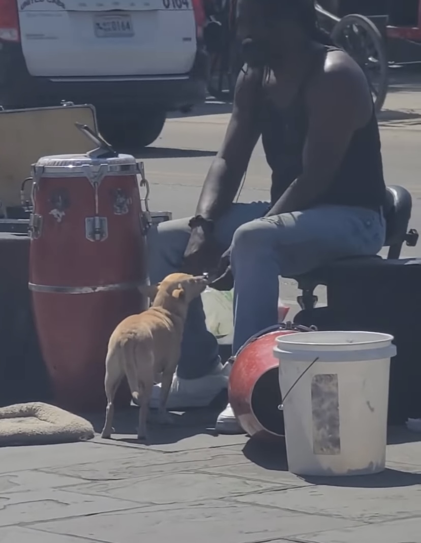 「お気持ちお預かりしますよ」ストリートパフォーマーのお手伝いをする犬。なんとこの子、観客からチップを預かって回っていたのです！！