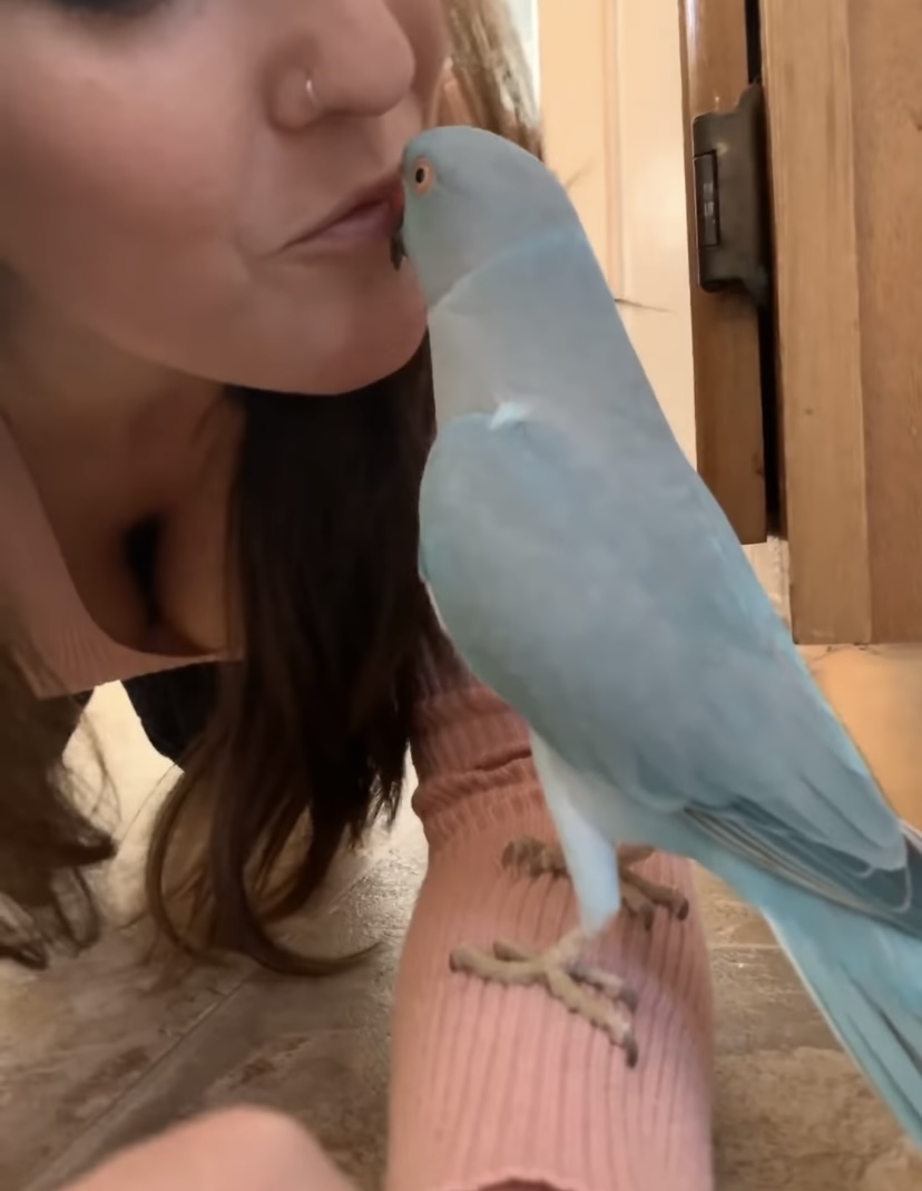 ママとインコのラブラブタイム。キスを交わしたり、「キュートだね」なんて褒め合ったり、まるでカップルのようです！