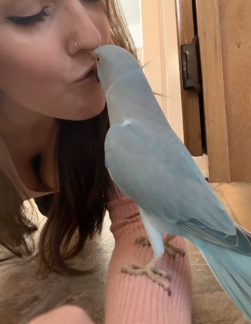 ママとインコのラブラブタイム。キスを交わしたり、「キュートだね」なんて褒め合ったり、まるでカップルのようです！