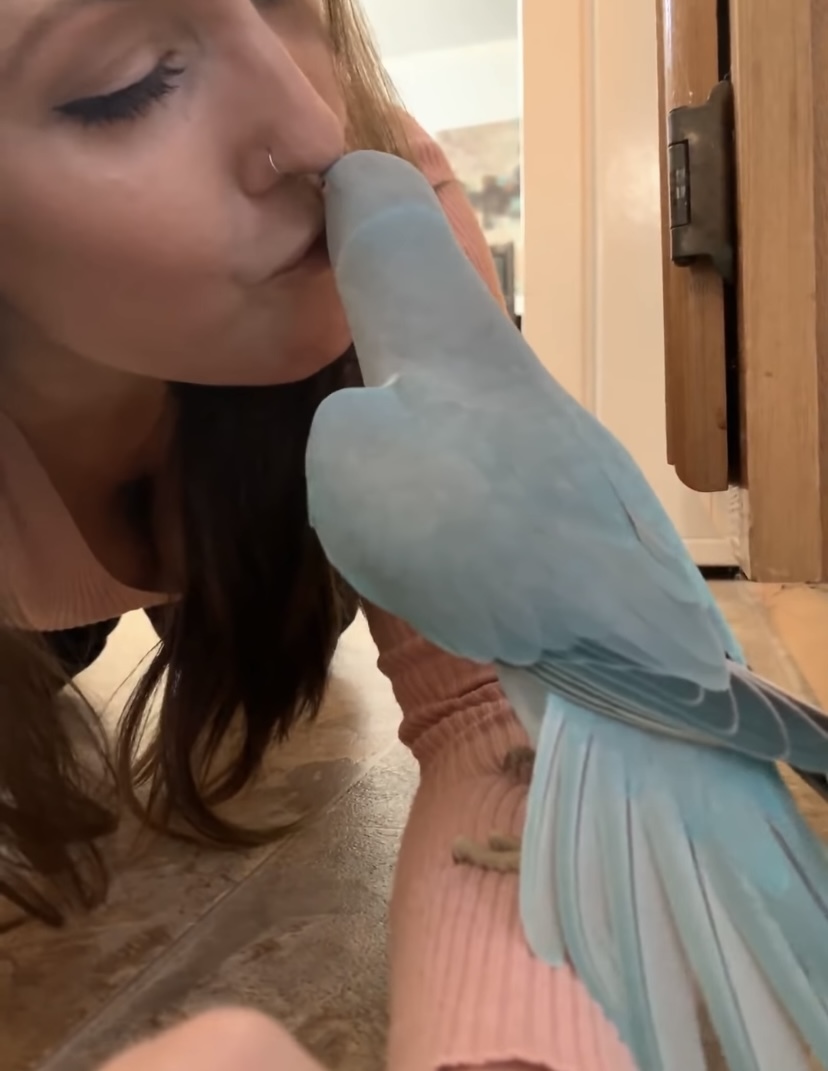 ママとインコのラブラブタイム。キスを交わしたり、「キュートだね」なんて褒め合ったり、まるでカップルのようです！