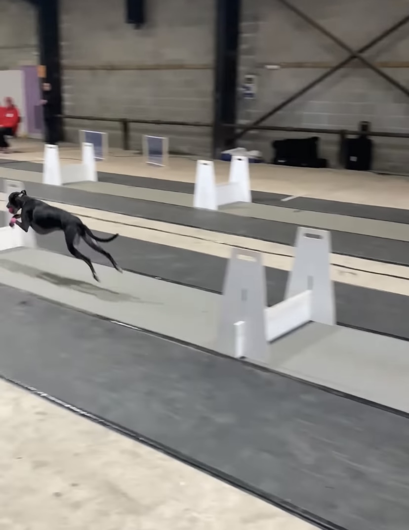 イギリスのフライボール大会に参加した選手たち。大型犬もいれば小柄な犬までいるけれど、みんな速い！！【海外・動画】