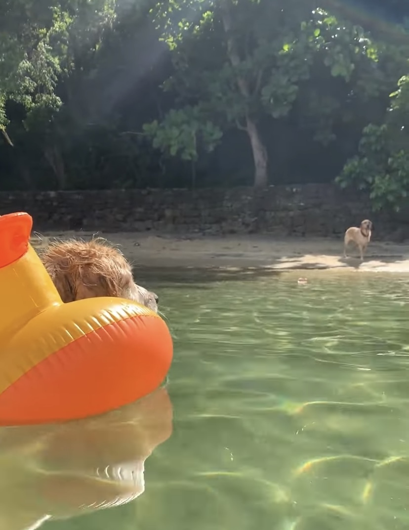 浮き輪にもたれて水面にプカプカ浮かぶゴールデンレトリバー。すっかりリラックスしきって、波に身を任せているみたいです【海外・動画】