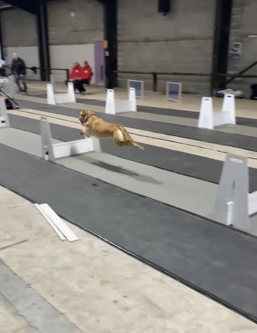 イギリスのフライボール大会に参加した選手たち。大型犬もいれば小柄な犬までいるけれど、みんな速い！！【海外・動画】